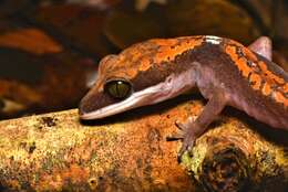 Image of Cat geckos