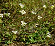 Image of Melanospermum italae O. M. Hilliard