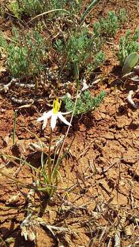 Image of Pauridia serrata subsp. albiflora (Nel) Snijman & Kocyan