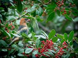 Image of Black-backed Tanager