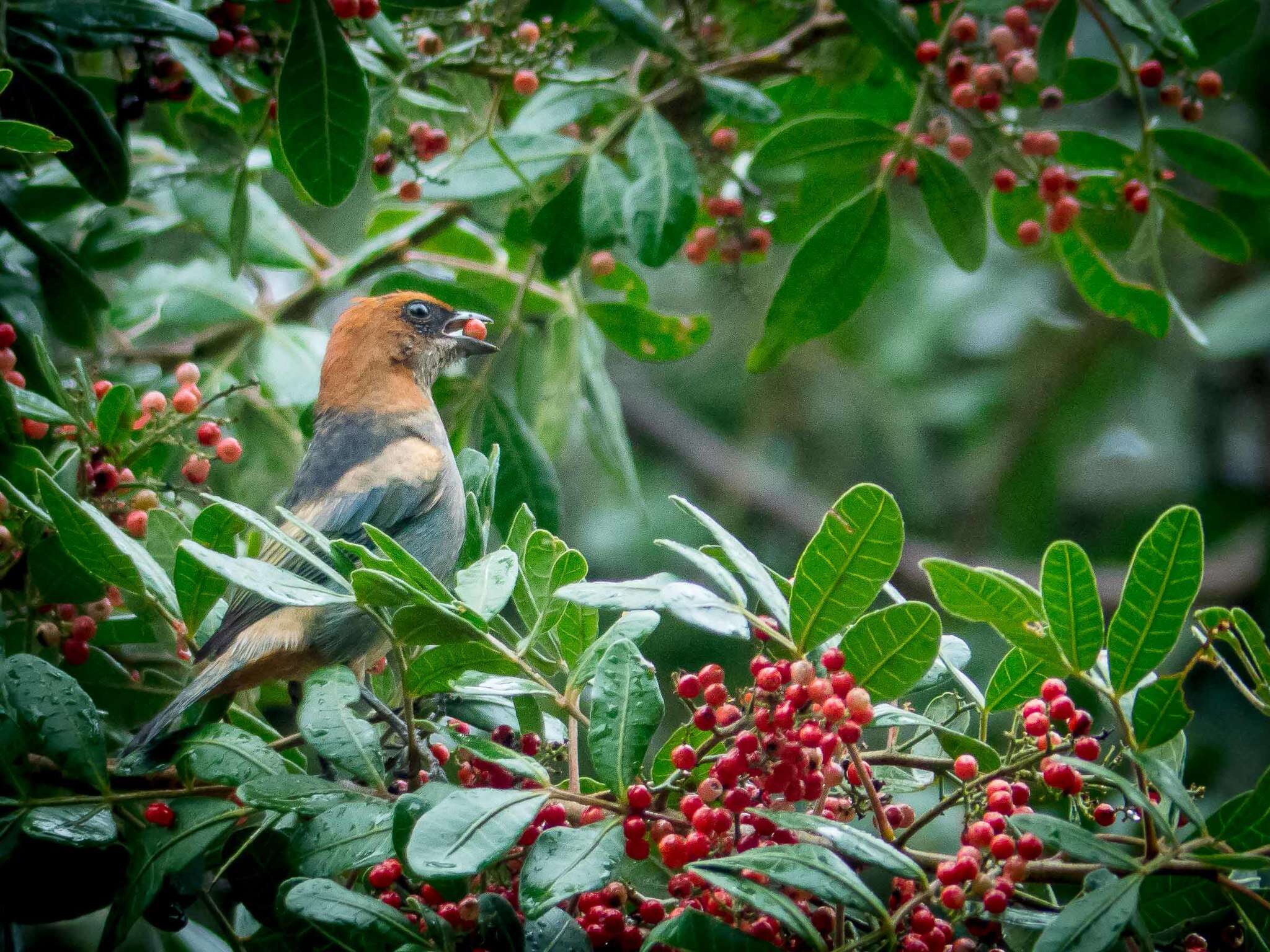 Image of Black-backed Tanager