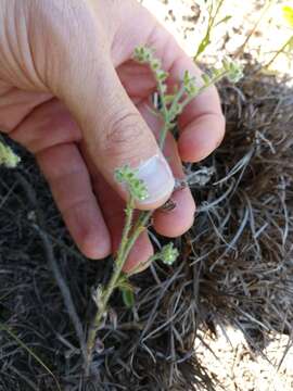 Image de Cryptantha texana (A. DC.) Greene