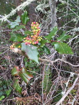 Image of Hollyleaved barberry