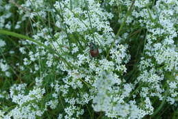 Image of heath bedstraw