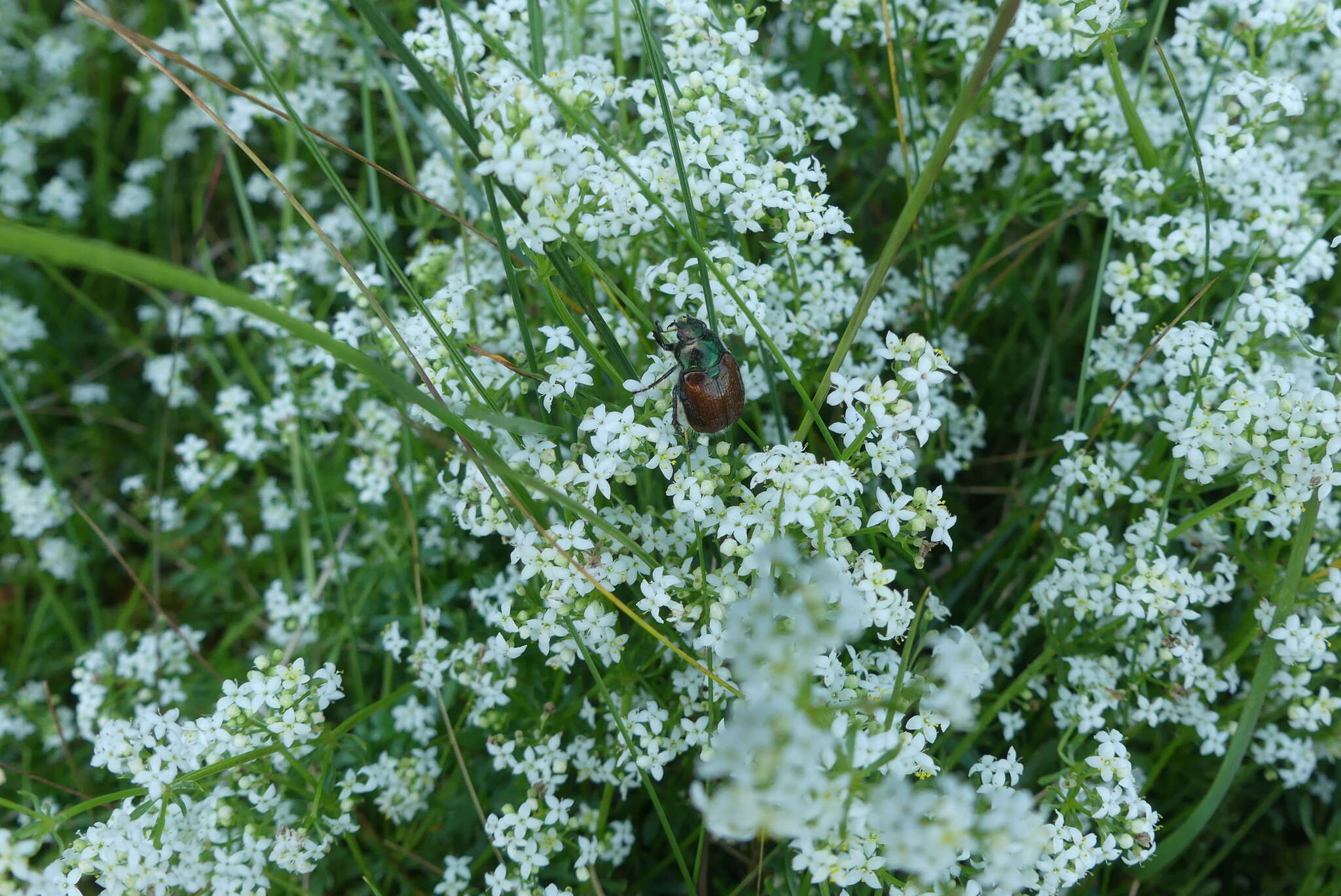 Plancia ëd Galium saxatile L.