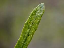 Image of narrow-leaf hopbush