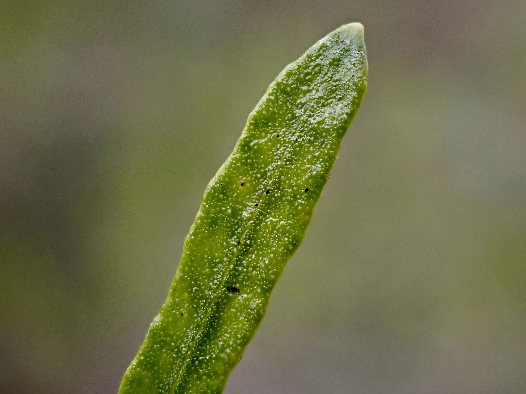 Image de Dodonaea viscosa subsp. angustissima (DC.) J. West