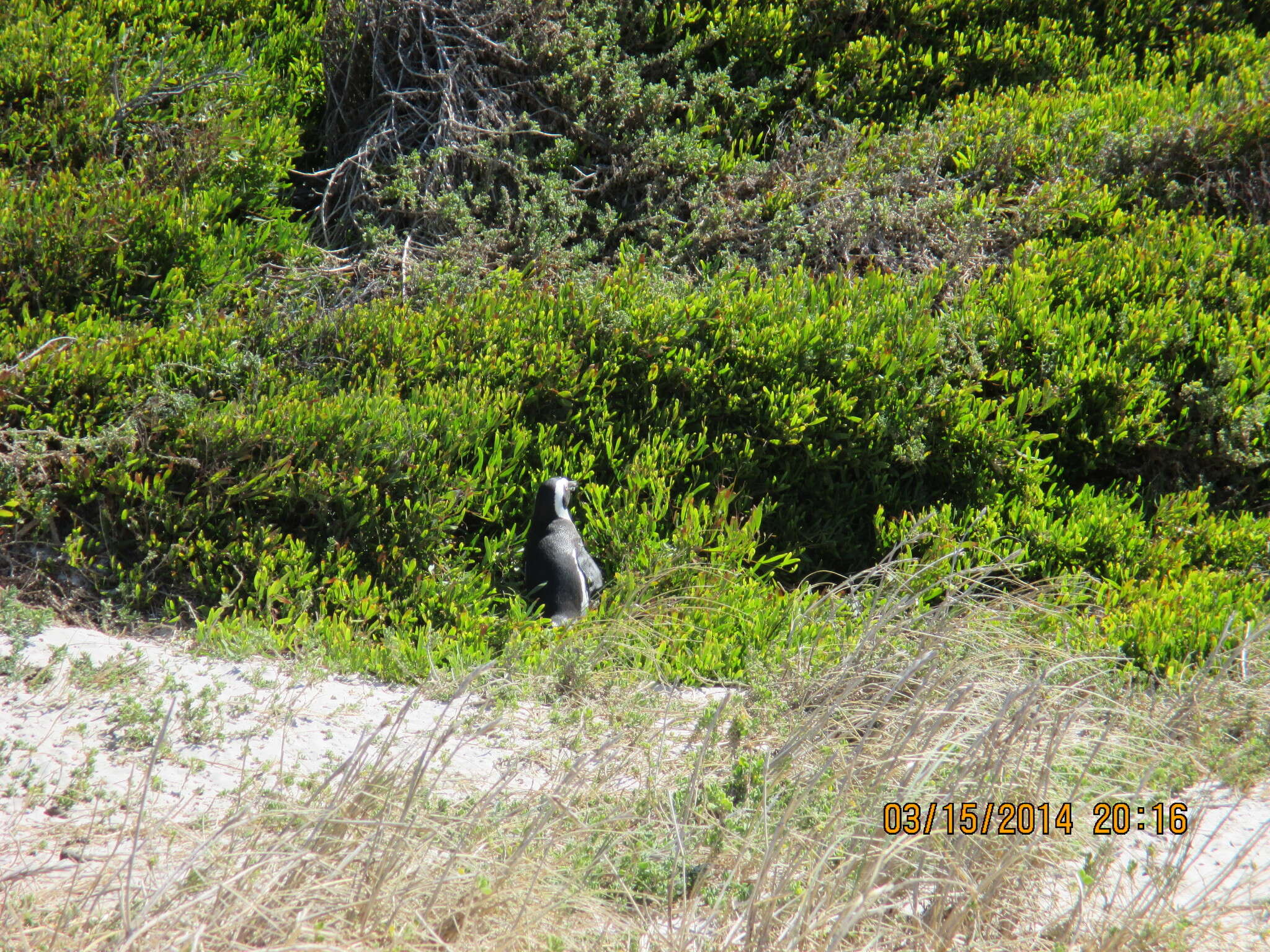 Image of African Penguin