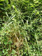 Image of tall oatgrass