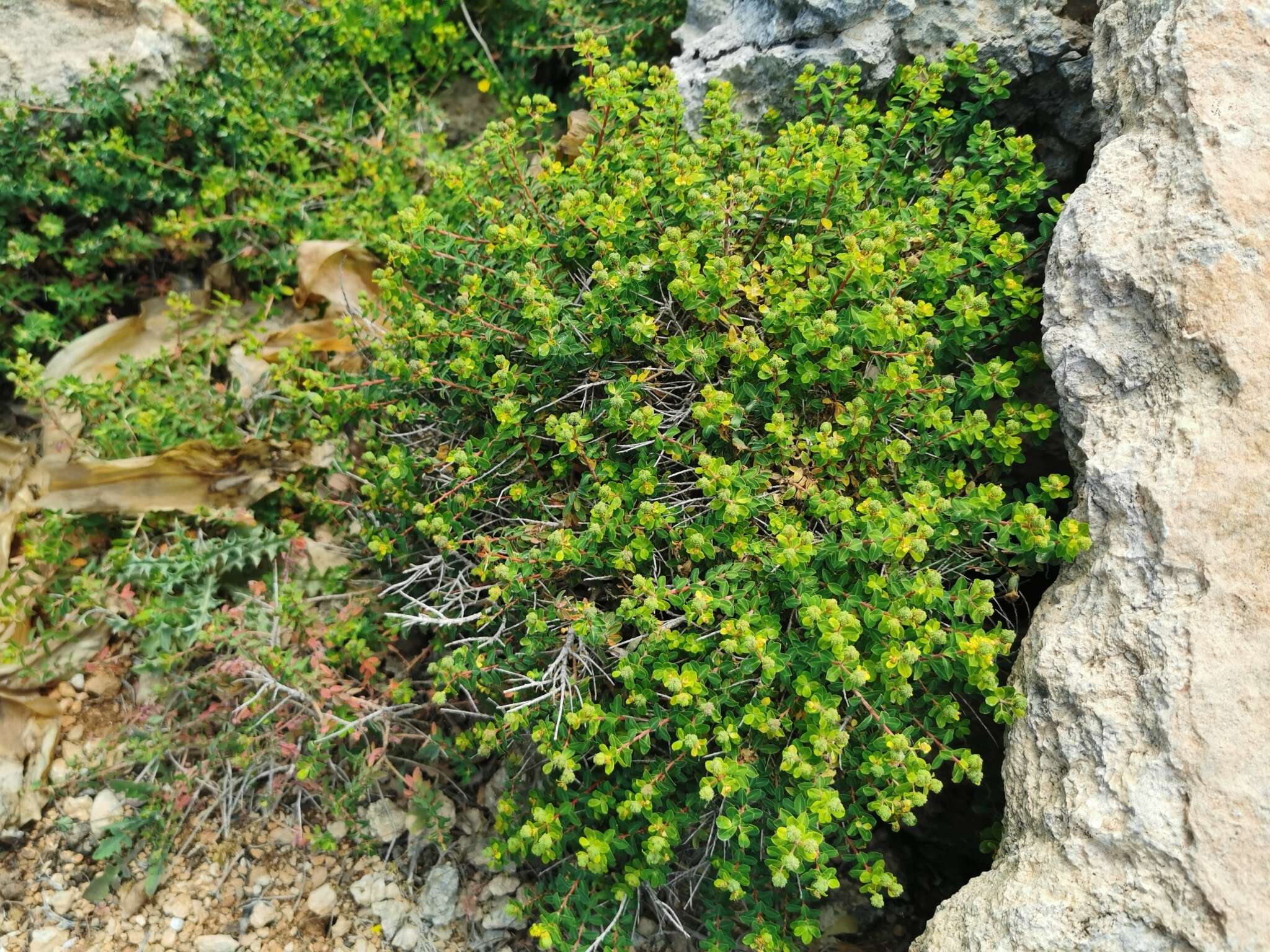 Imagem de Euphorbia melitensis Parl.