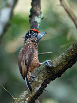 Image of Spotted Piculet