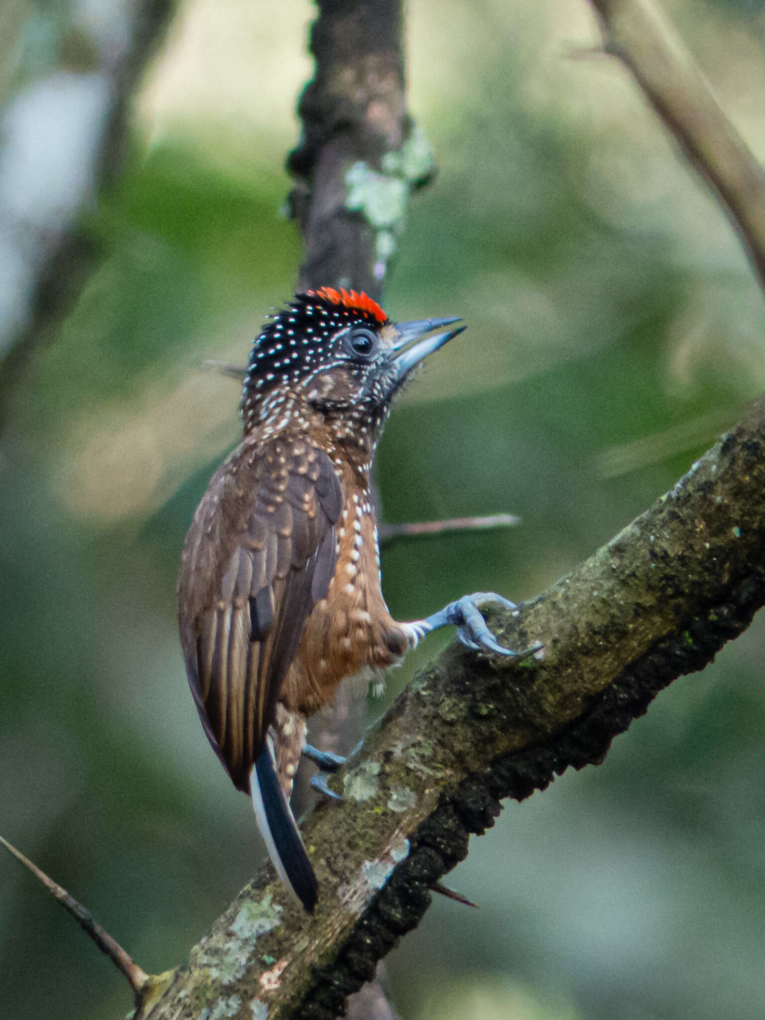 Слика од Picumnus pygmaeus (Lichtenstein & Mhk 1823)