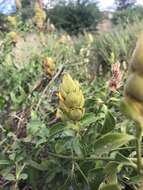 Image of Barleria crossandriformis C. B. Cl.