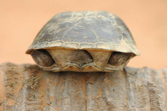 Image of Adanson's mud turtle