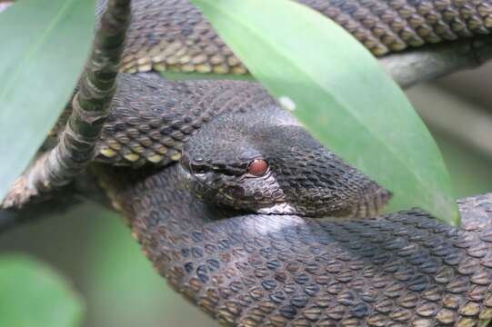 Trimeresurus purpureomaculatus (Gray 1832) resmi