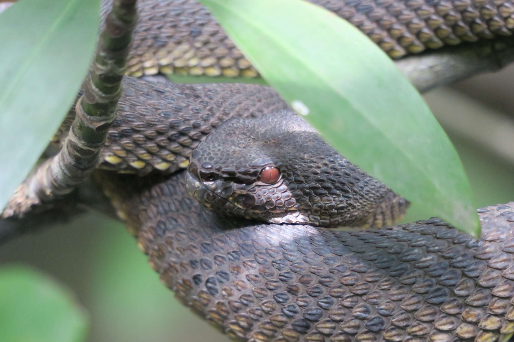 Trimeresurus purpureomaculatus (Gray 1832) resmi