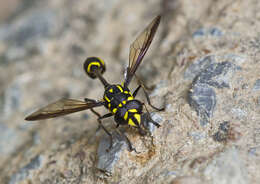 Image of Monoceromyia trinotata (Meijere 1904)