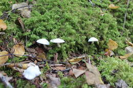 Image of Hygrophorus piceae Kühner 1949