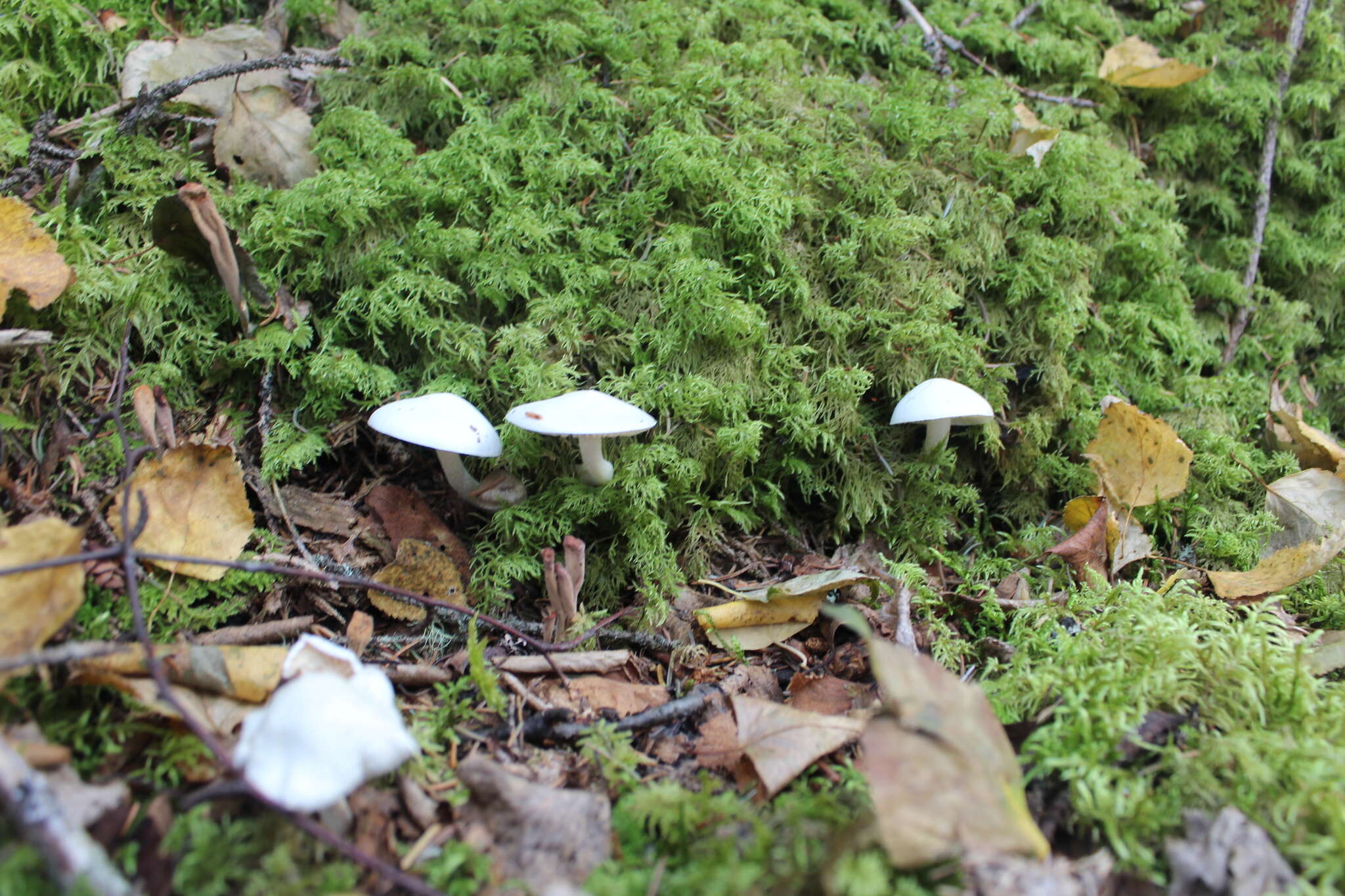 Image of Hygrophorus piceae Kühner 1949