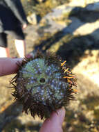 Image of green sea urchin