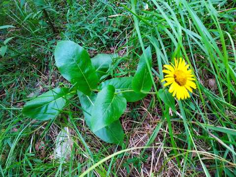 Image of dwarf oxeye