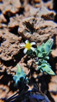 Image of Chaetanthera euphrasioides (DC.) Fr. Meigen