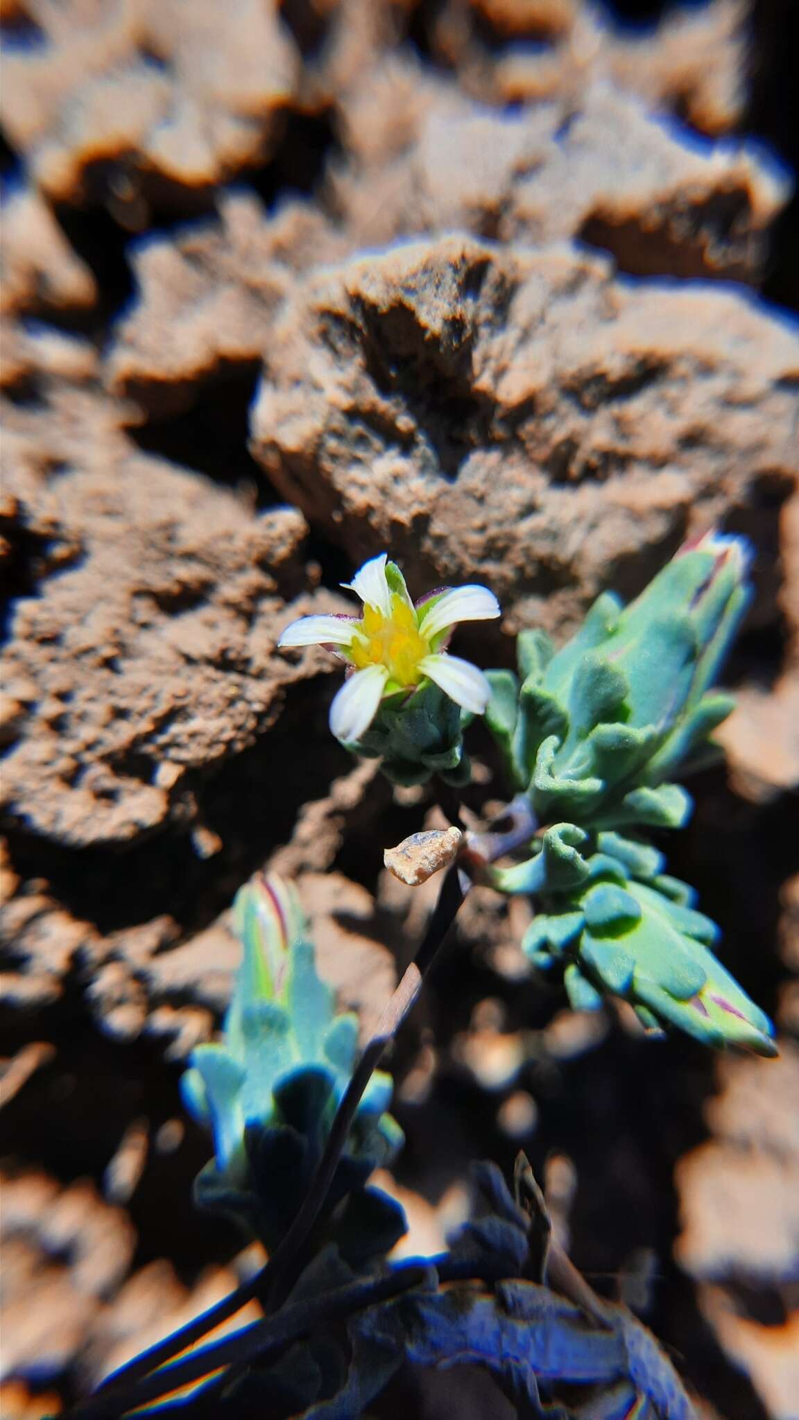 Image de Chaetanthera euphrasioides (DC.) Fr. Meigen