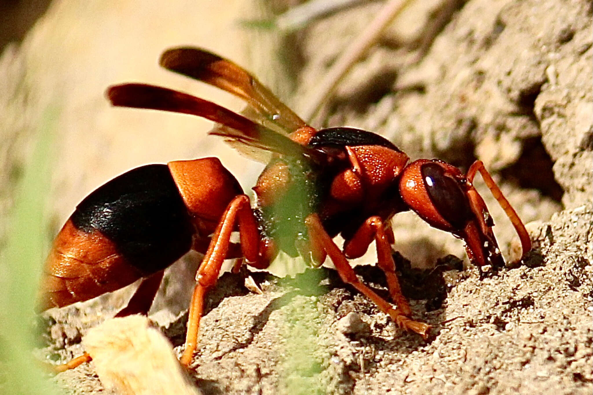 Image of Abispa ephippium (Fabricius 1775)