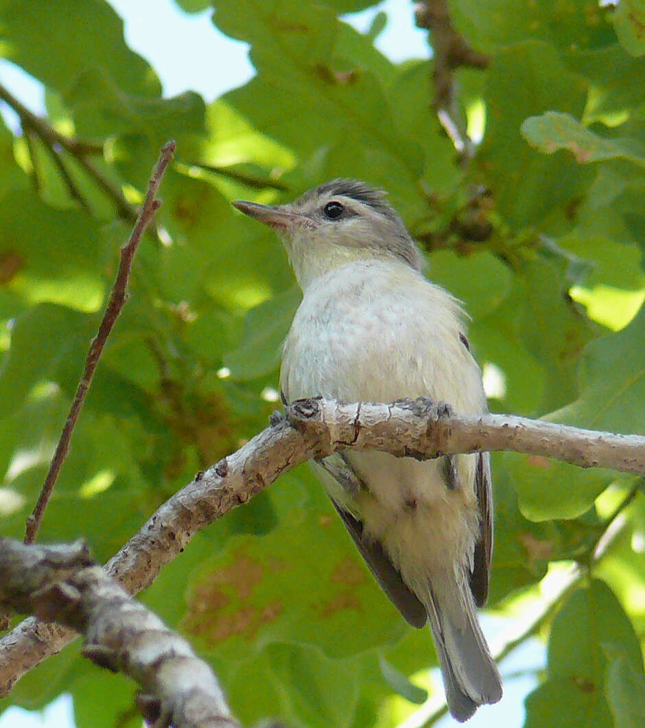 Image of Vireo gilvus victoriae Sibley 1940