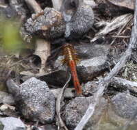 Image of Red Percher Dragonfly