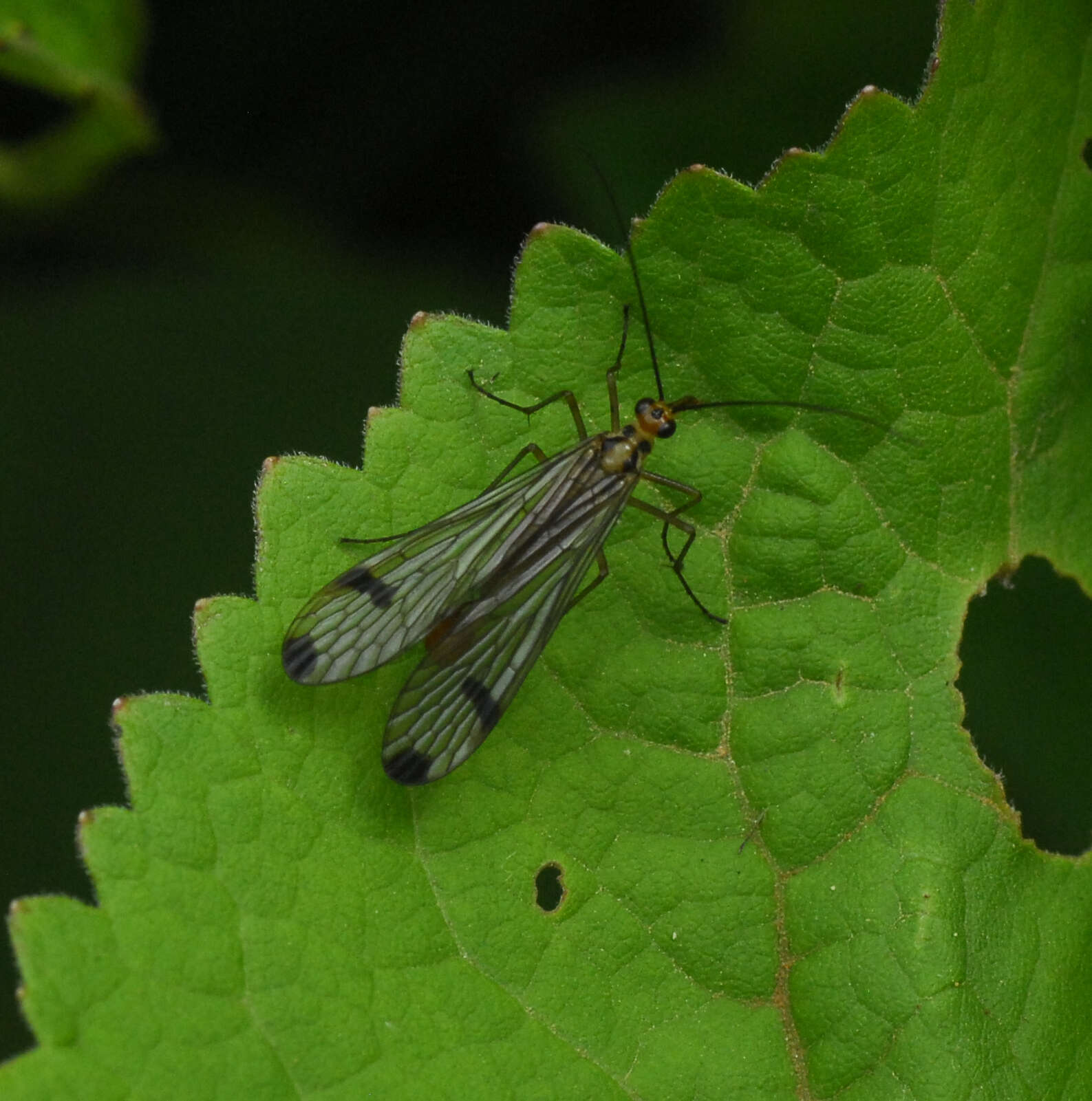 Image of Panorpa bimacula Byers 1996