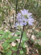 Imagem de Hydrophyllum occidentale (S. Wats.) A. Gray