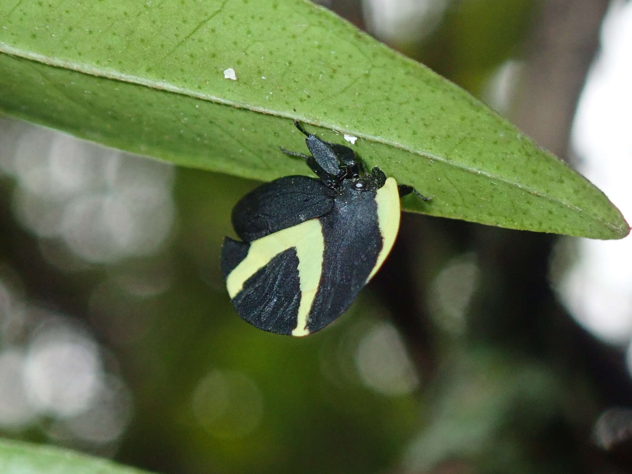 Image of Membracis celsa Walker