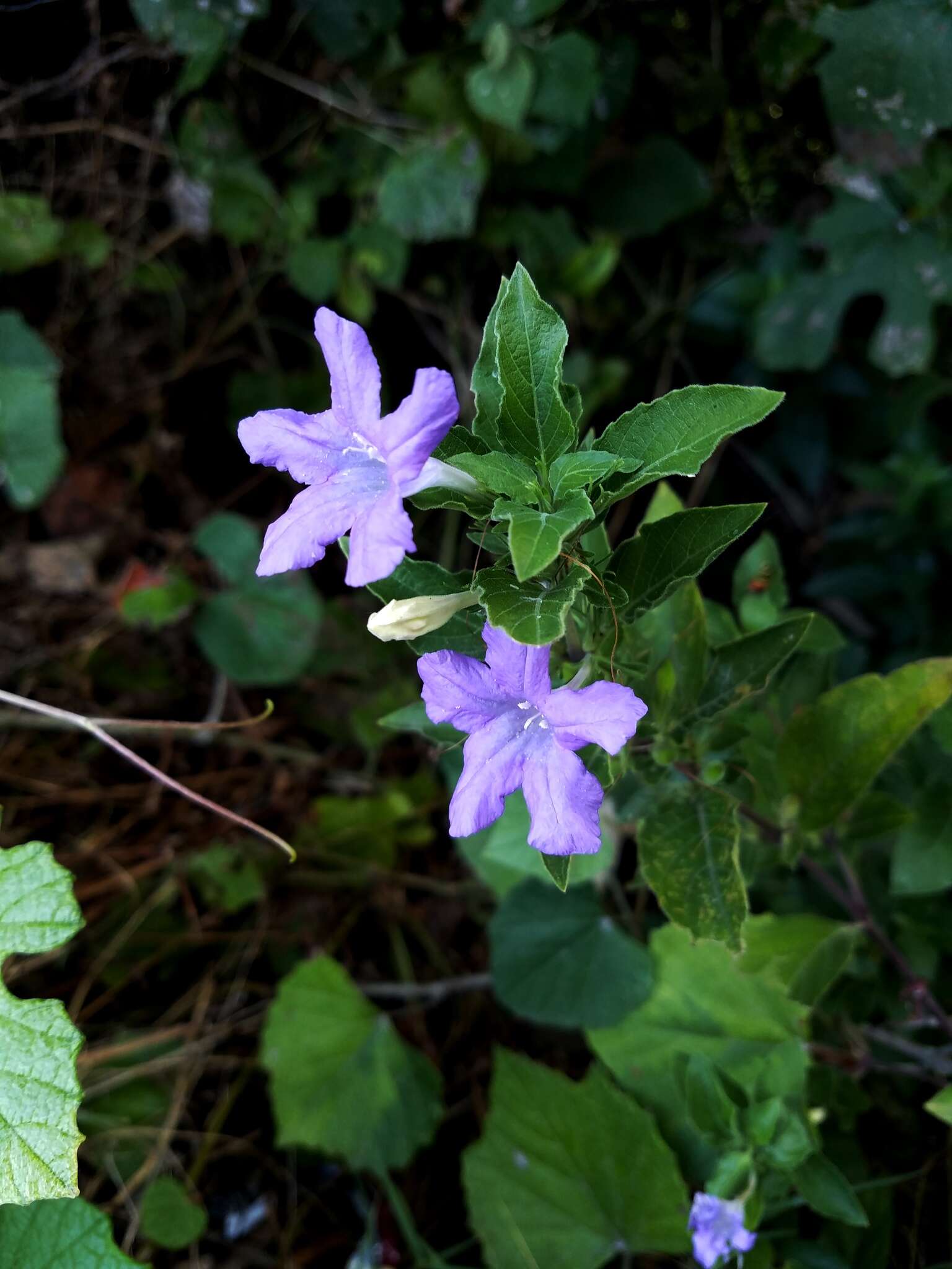 Image of Drummond's wild petunia