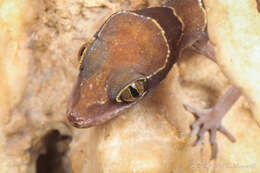 Image of Cyrtodactylus lekaguli Grismer, Wood Jr, Quah, Anuar, Muin, Sumontha, Ahmad, Bauer, Wangkulangkul, Grismer & Pauwels 2012