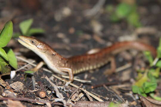 Image of Texas Alligator Lizard