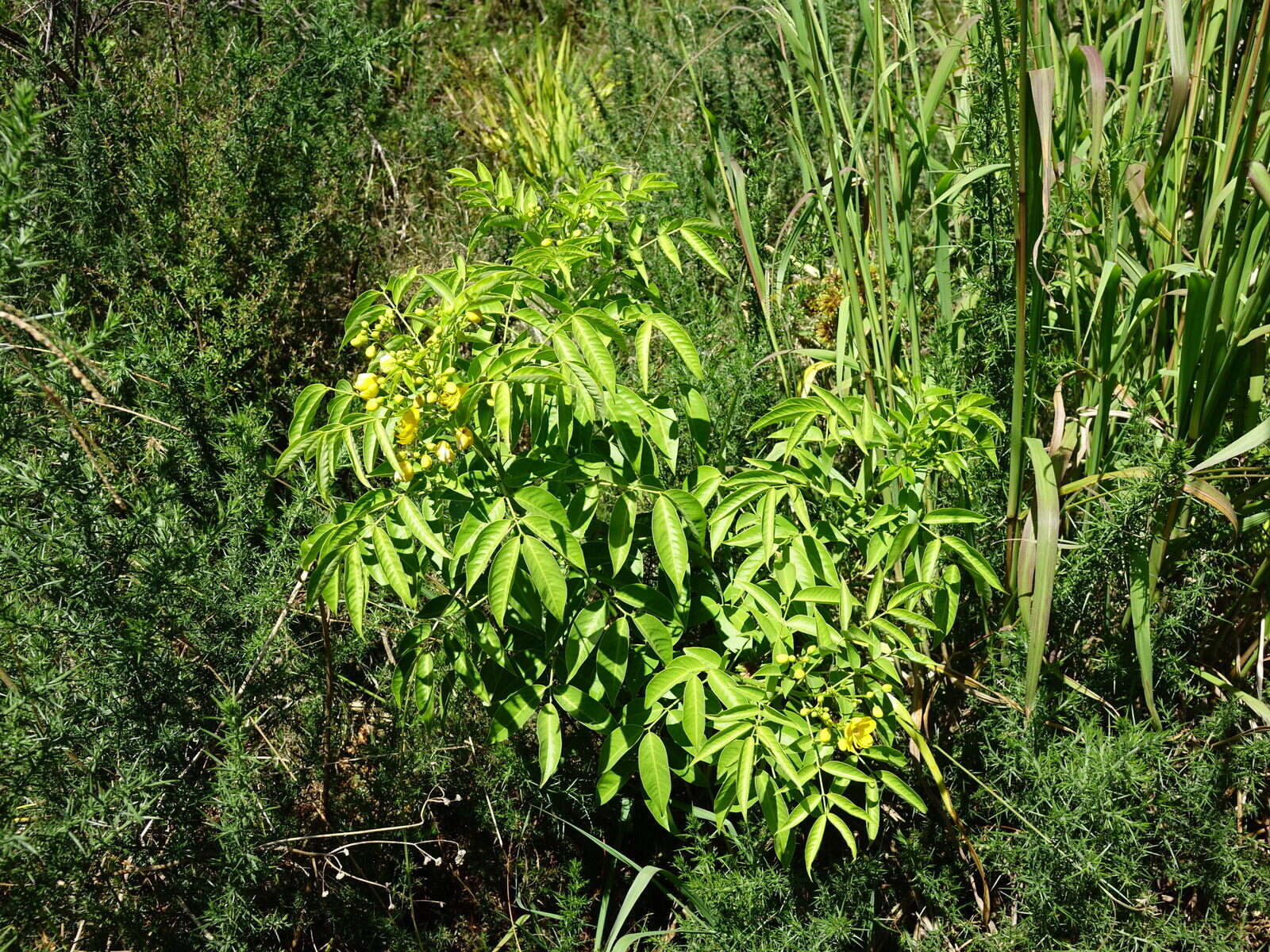 Image of arsenic bush
