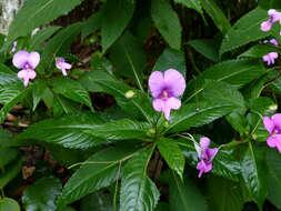 Image of Impatiens macrovexilla Y. L. Chen