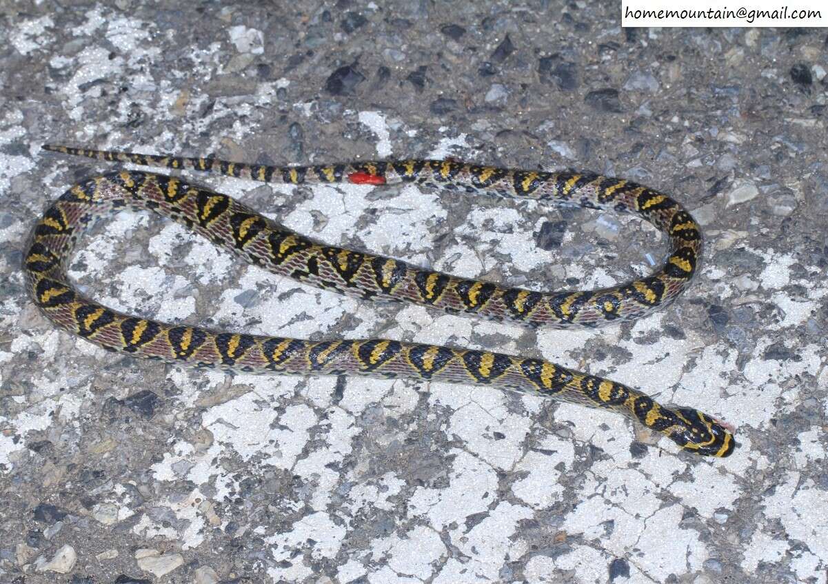 Image of Mandarin Ratsnakes