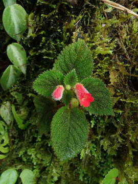 Image of Kohleria villosa (Fritsch) Wiehler