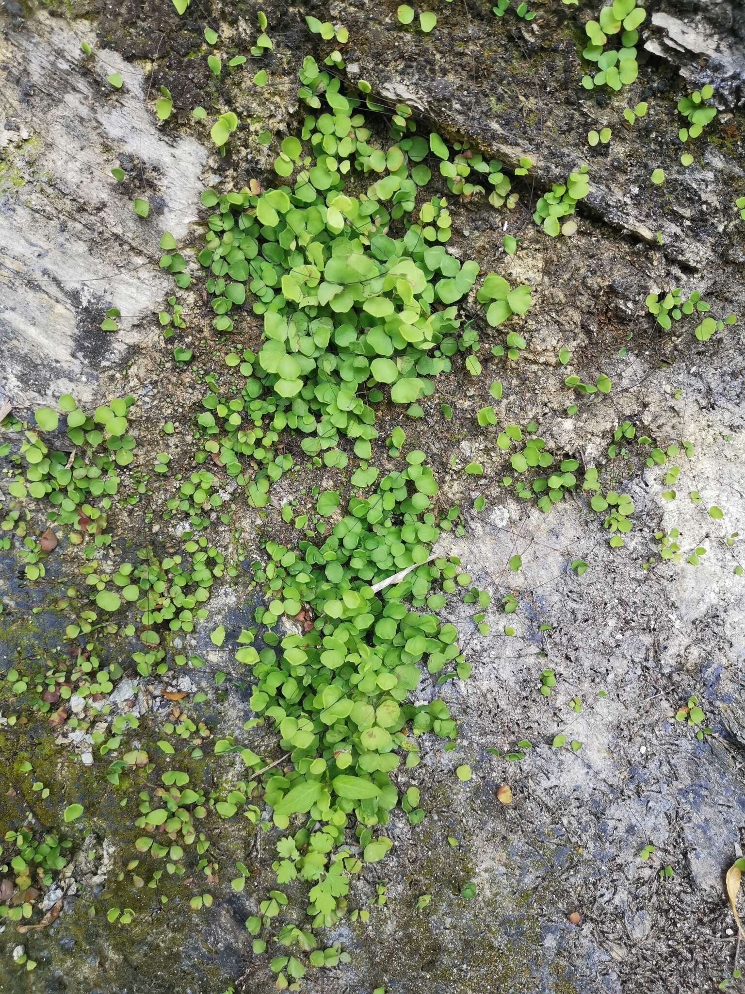 Image of Adiantum capillus-junonis Rupr.