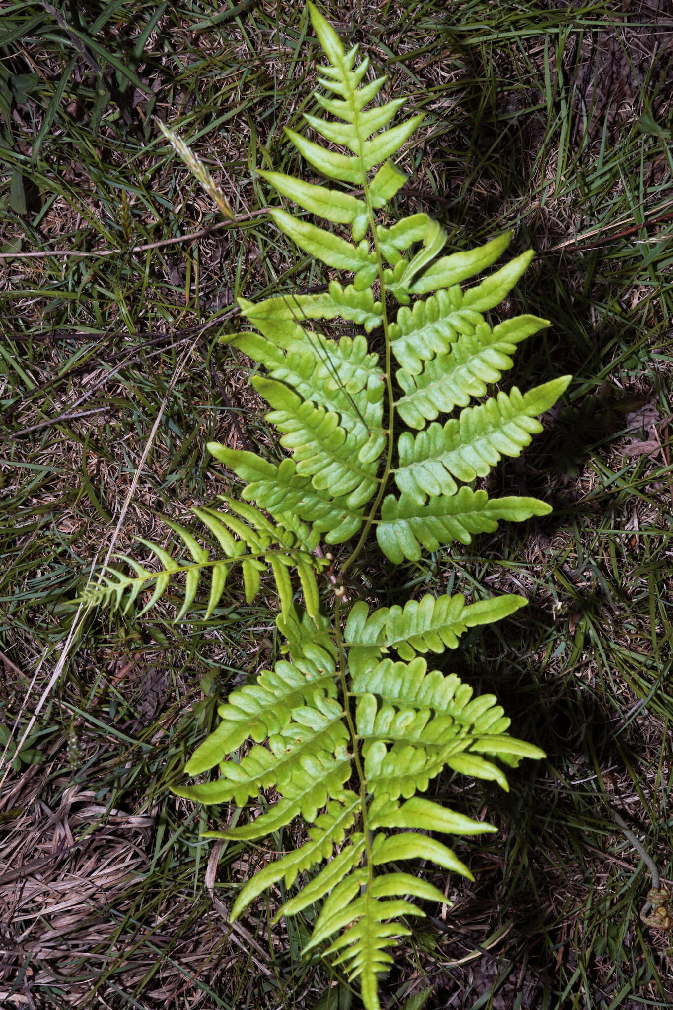 صورة Pteridium latiusculum (Desv.) Hieron. ex Fries