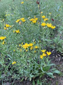 Image of Zion false goldenaster