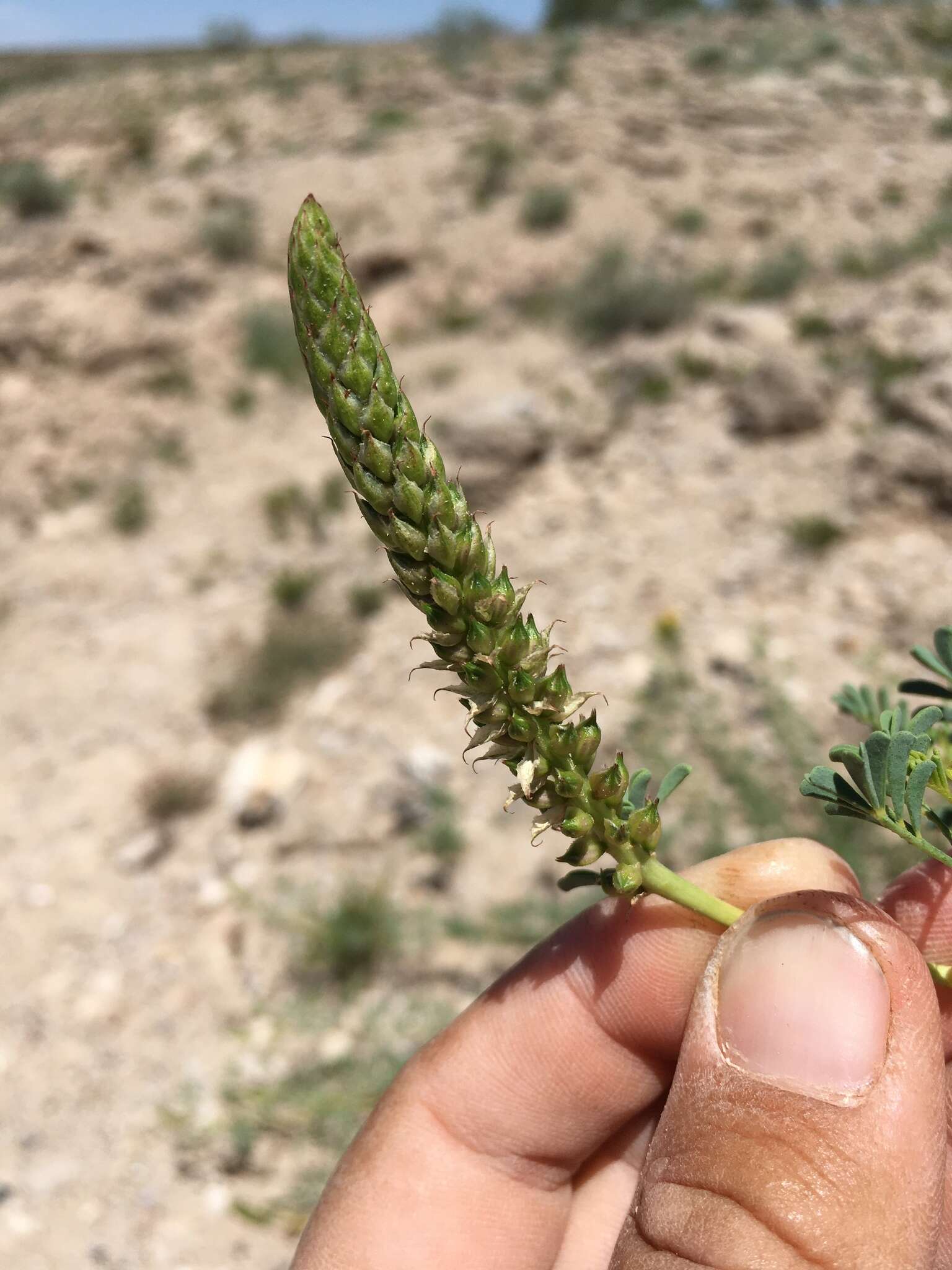 Image of Albuquerque prairie clover