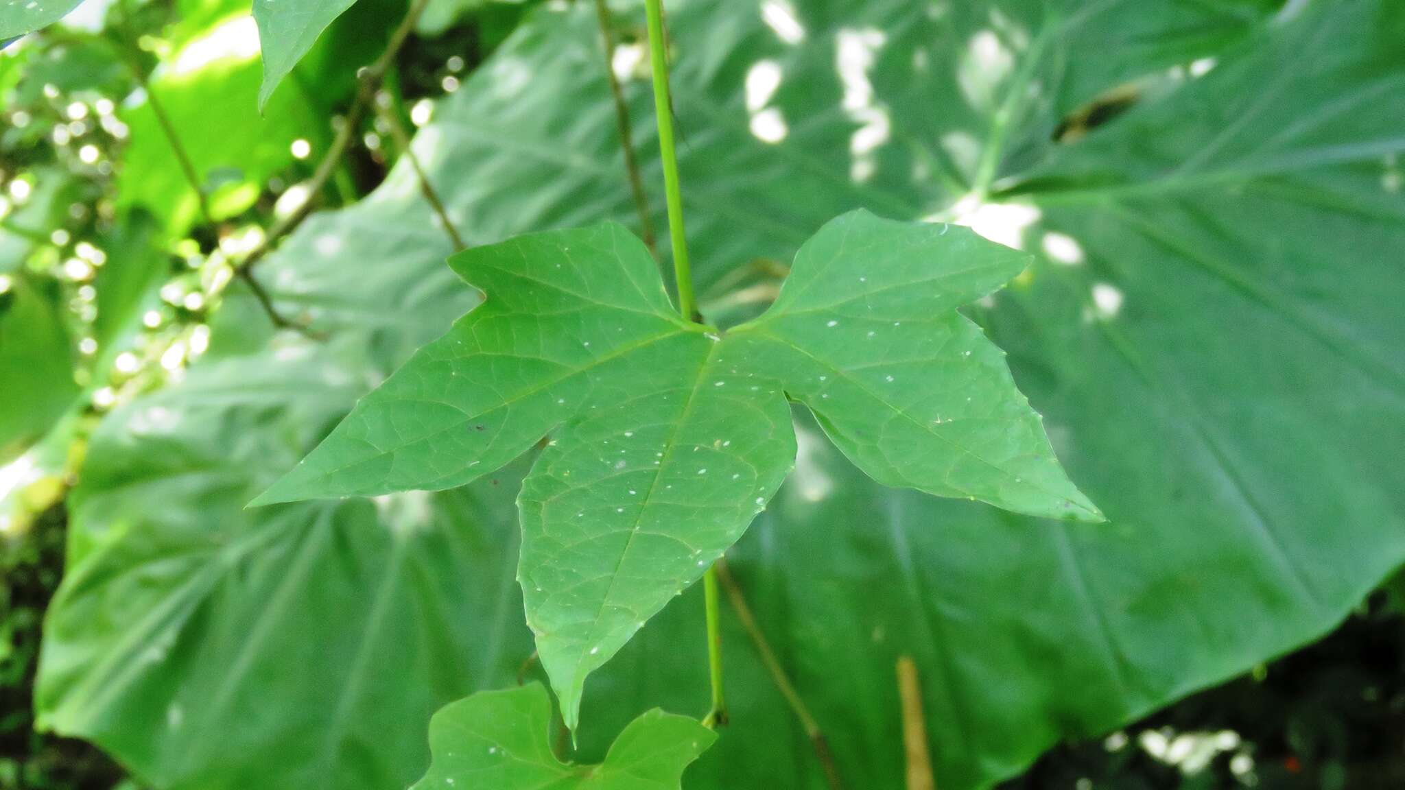 Imagem de Momordica cochinchinensis (Lour.) Spreng.