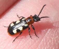 Image of Common asparagus beetle