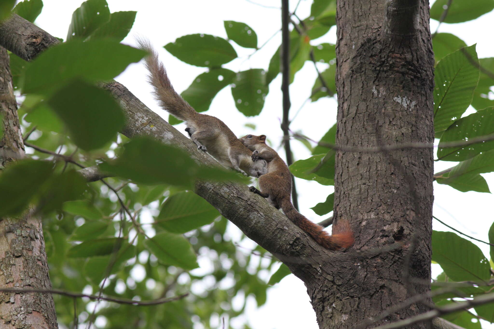 Image of Callosciurus finlaysonii bocourti (Milne-Edwards 1867)