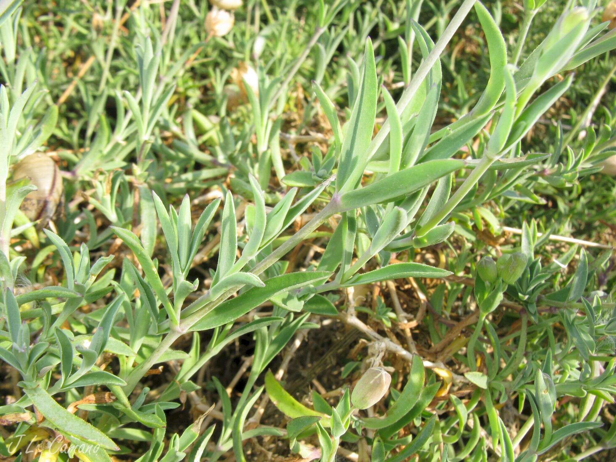 Image of Silene uniflora subsp. uniflora