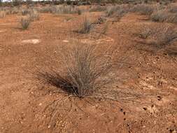 Слика од Eragrostis australasica (Steud.) C. E. Hubb.