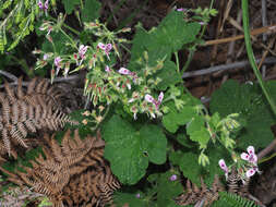 Image of Pelargonium papilionaceum (L.) L'Her. ex Ait.